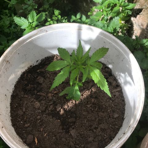 Cream Caramel growlog photo: van bien y ya tienen olor 