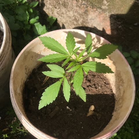 Cream Caramel growlog photo: van bien y ya tienen olor 