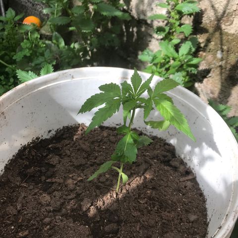 Cream Caramel growlog photo: van bien y ya tienen olor 