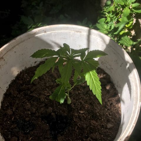 Cream Caramel growlog timeline photo