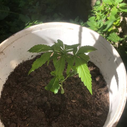 Cream Caramel growlog timeline photo