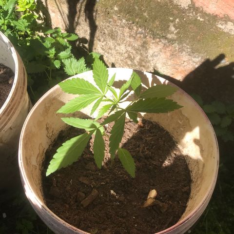 Cream Caramel growlog timeline photo