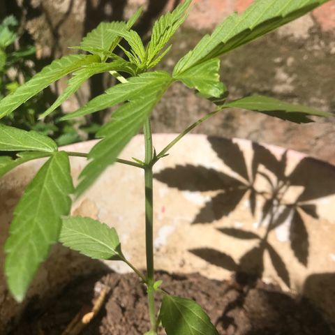 Cream Caramel growlog timeline photo