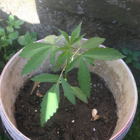 Cream Caramel growlog photo: 🙇🏽‍♂️🙇🏽‍♂️🙇🏽‍♂️
