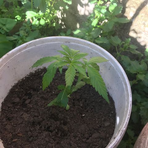 Cream Caramel growlog photo: 🙇🏽‍♂️🙇🏽‍♂️🙇🏽‍♂️