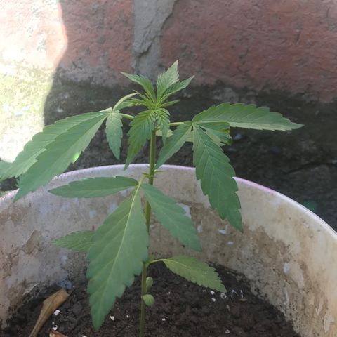 Cream Caramel growlog photo: 🙇🏽‍♂️🙇🏽‍♂️🙇🏽‍♂️