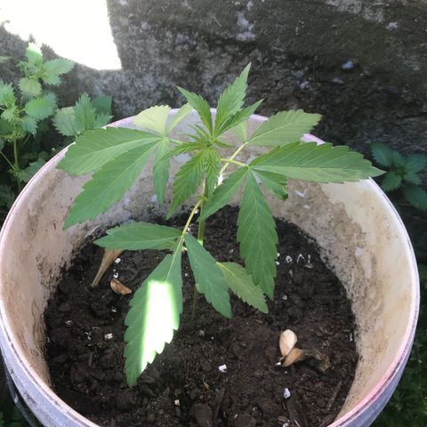 Cream Caramel growlog photo: 🙇🏽‍♂️🙇🏽‍♂️🙇🏽‍♂️