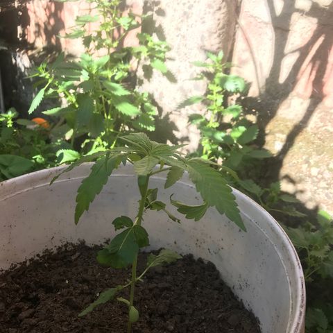 Cream Caramel growlog photo: 🙇🏽‍♂️🙇🏽‍♂️🙇🏽‍♂️