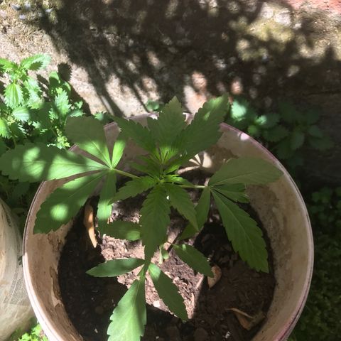 Cream Caramel growlog timeline photo