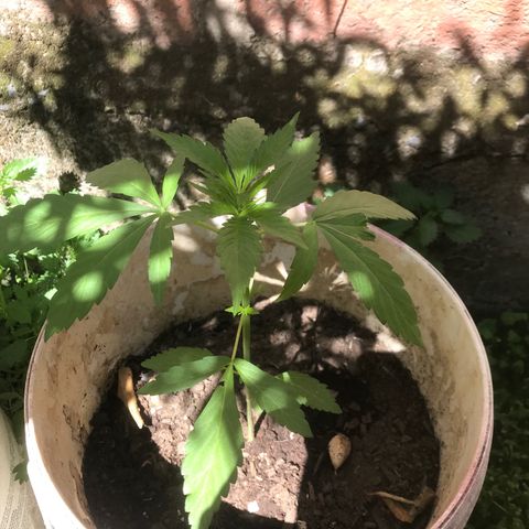 Cream Caramel growlog timeline photo