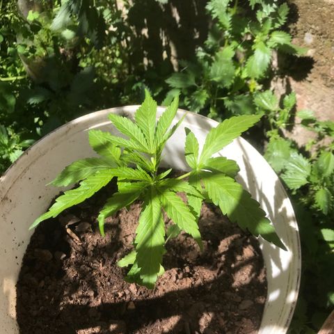 Cream Caramel growlog timeline photo