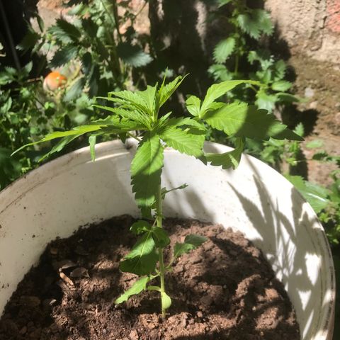 Cream Caramel growlog timeline photo