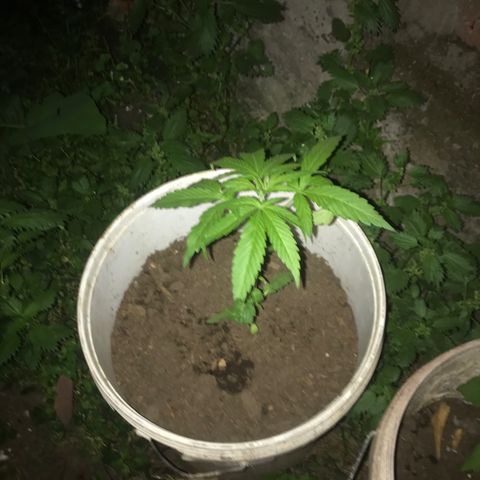 Cream Caramel growlog photo: Ya van más grandes pero con pocas hojas 