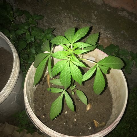 Cream Caramel growlog photo: Ya van más grandes pero con pocas hojas 