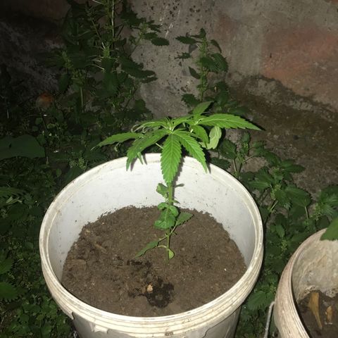 Cream Caramel growlog photo: Ya van más grandes pero con pocas hojas 