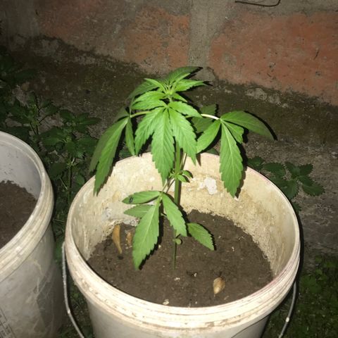 Cream Caramel growlog photo: Ya van más grandes pero con pocas hojas 