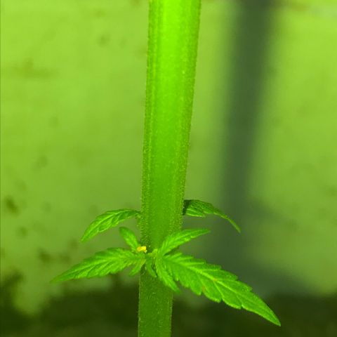 Cream Caramel growlog photo: después de la poda 