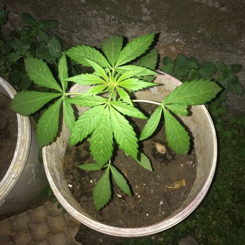 Cream Caramel growlog photo: después de la poda 