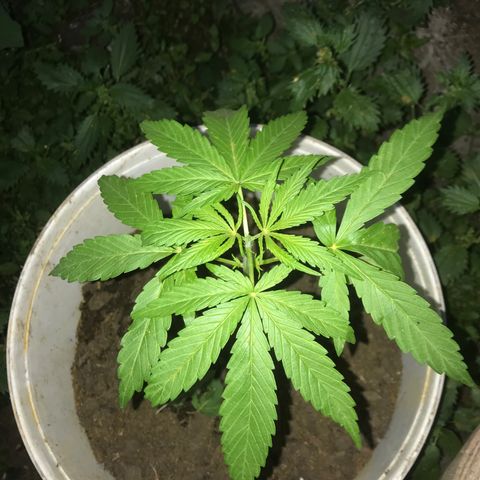 Cream Caramel growlog photo: después de la poda 