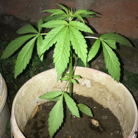Cream Caramel growlog photo: después de la poda 