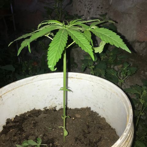 Cream Caramel growlog photo: después de la poda 