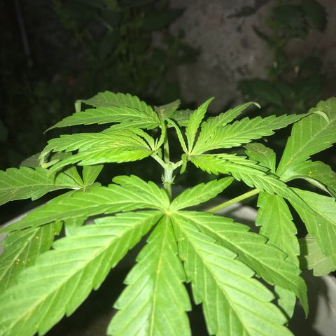 Cream Caramel growlog photo: después de la poda 