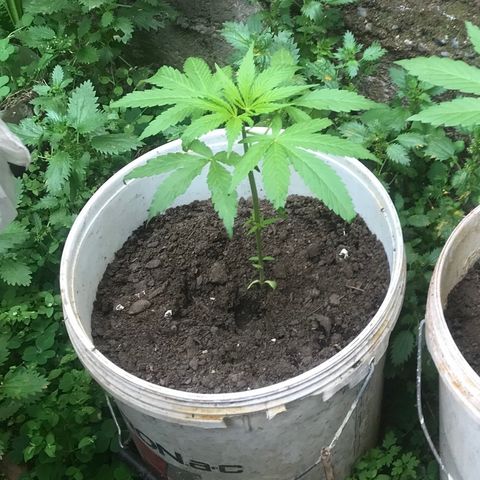 Cream Caramel growlog photo: van bien 👏