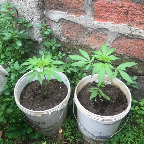Cream Caramel growlog photo: van bien 👏