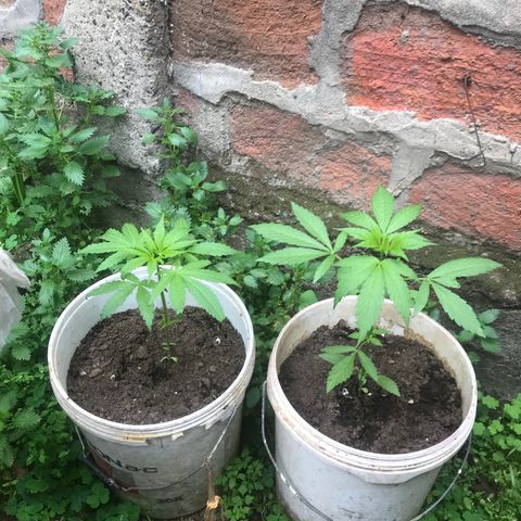 Cream Caramel growlog timeline photo