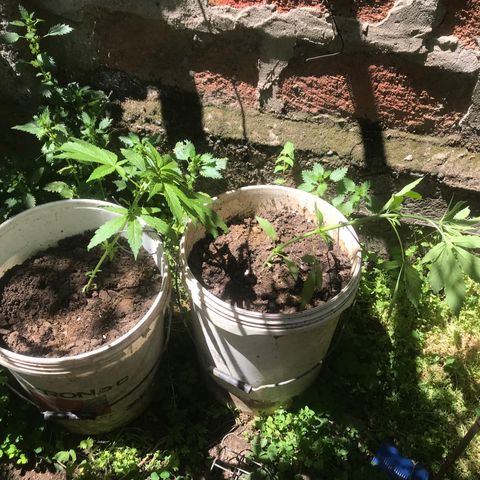 Cream Caramel growlog photo: LST