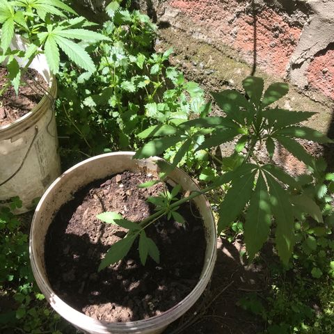 Cream Caramel growlog photo: ya se notan los cambios de lst