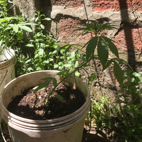 Cream Caramel growlog photo: ya se notan los cambios de lst