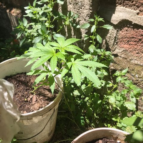 Cream Caramel growlog photo: ya se notan los cambios de lst