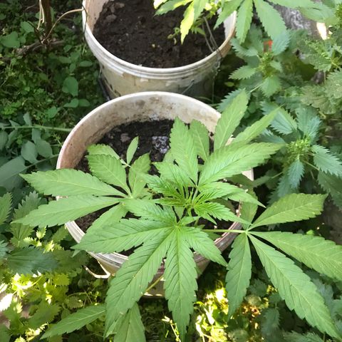 Cream Caramel growlog timeline photo
