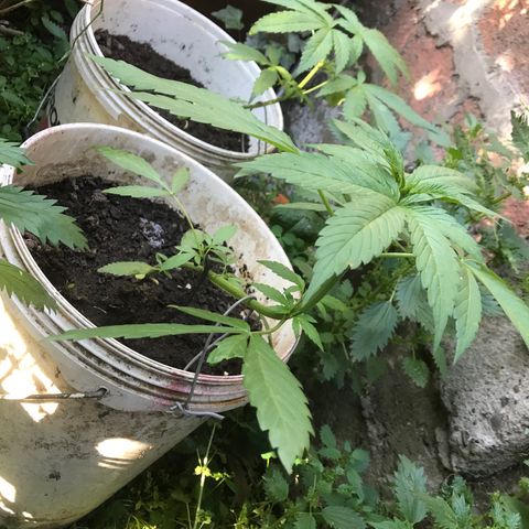 Cream Caramel growlog timeline photo