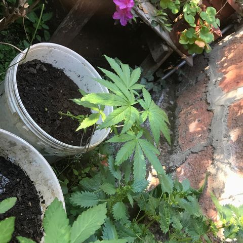 Cream Caramel growlog timeline photo