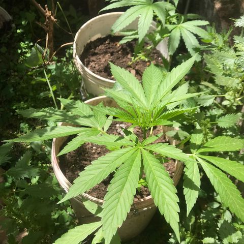 Cream Caramel growlog timeline photo