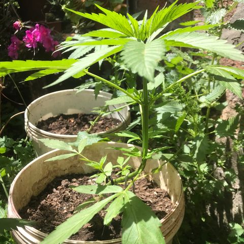Cream Caramel growlog timeline photo