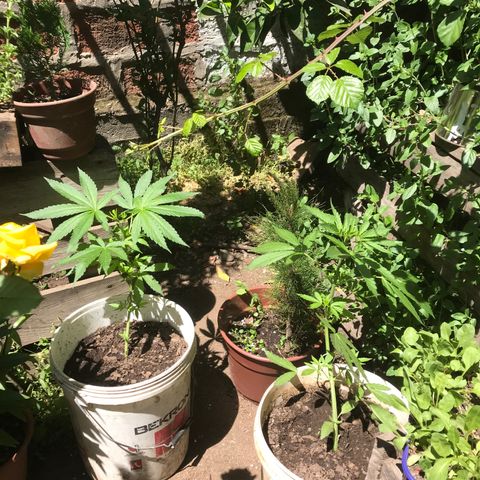 Cream Caramel growlog timeline photo