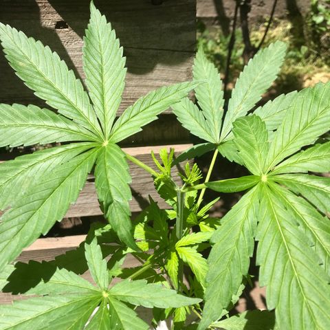 Cream Caramel growlog timeline photo