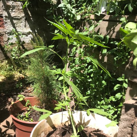 Cream Caramel growlog timeline photo