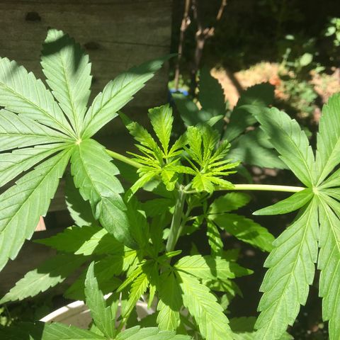 Cream Caramel growlog photo: la más pequeña inició su etapa de pre floración 💕