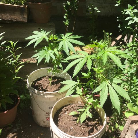 Cream Caramel growlog photo: la más pequeña inició su etapa de pre floración 💕