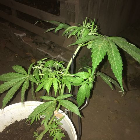 Cream Caramel growlog photo: nuevo LST 