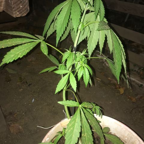 Cream Caramel growlog photo: nuevo LST 