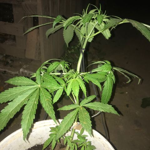 Cream Caramel growlog photo: nuevo LST 