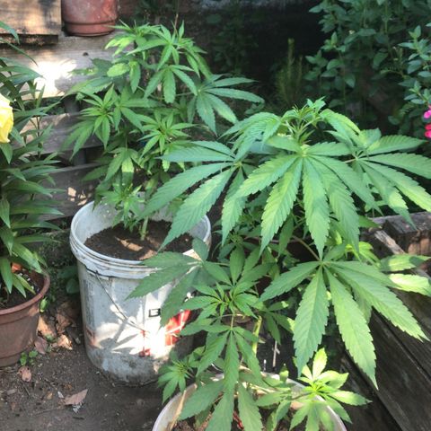 Cream Caramel growlog timeline photo