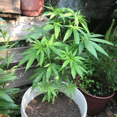 Cream Caramel growlog timeline photo