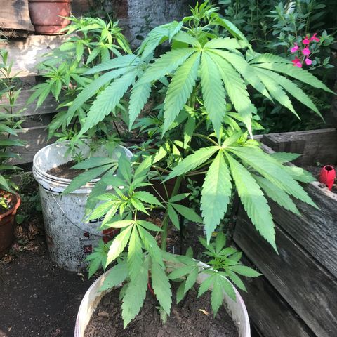 Cream Caramel growlog timeline photo
