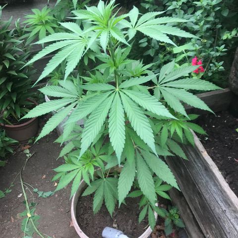 Cream Caramel growlog timeline photo
